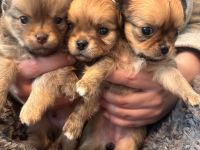 Chihuahua Welpen langhaar