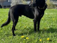 Mika - Traumhund sucht Traumzuhause