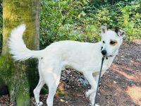 Murphy – Wirbelwind möchte aus der Stadt raus