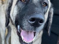 Bella - die Softvariante eines Kangals