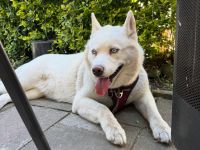 Husky Dame Nala sucht dringend