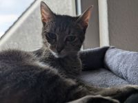 Verkaufe unsere Katze Bella