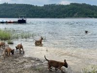 Malinois Welpen