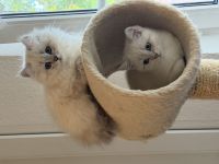 BKH BLH Kitten