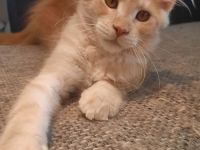 Maine coon Weibchen
