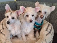 Chinese Crested Dog - Welpen-Rüden Powderpuff und Hairless