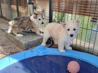 Chinese Crested Dog - Welpen-Rüden- Powderpuff