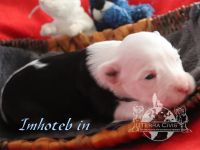 Chinese Crested Dog (Chinesischer Schopfhund) Welpen aus liebevoller Familienzucht ( FCI - VDH )