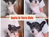 Chinese Crested Dog  Welpen aus liebevoller Familienzucht