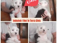 Chinese Crested Dog  Welpen aus liebevoller Familienzucht