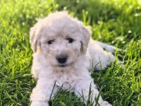 Goldendoodle Welpen F1b, medium, abgabebereit!