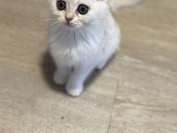 BKH Silver Shaded Kitten