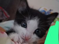 3 Babykatzen suchen ein liebevolles Zuhause
