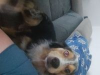 3 Hunde suchen ein neues Zuhause