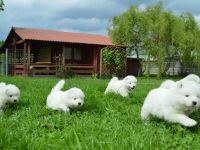 Samojedenwelpen