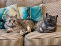 zwei Britisch kurzhaar katzen