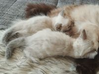 1 kleiner Kater/ Sibirische Katze -blaue Augen-