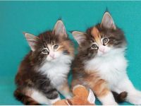 Norwegische Waldkatzen - Kitten