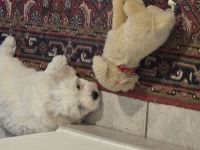 Malteser Welpen