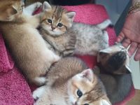 BKH Kitten in seltenen Farben Black Golden Sahded suchen ein zu Hause, 1 Junge noch frei