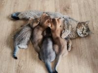 BKH Kitten in seltenen Farben Black Golden Sahded suchen ein zu Hause
