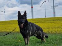 Deutscher Schäferhund Rüde