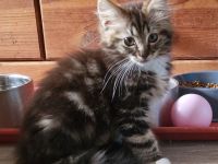Maine Coon Kitten