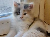 Maine Coon Kitten
