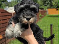 Zwergschnauzer Schwarz-Silber