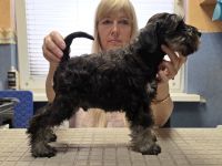 Zwergschnauzer Schwarz-Silber