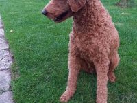 Labradoodle Medium