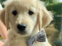 Zuckersüße Golden Retriever Welpen