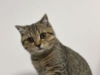 1 süße Kitten suchen ein liebevolles Zuhause 🐾