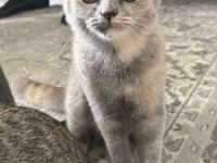 4 süße Kitten suchen ein liebevolles Zuhause 🐾