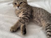 4 süße Kitten suchen ein liebevolles Zuhause 🐾