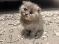 4 süße Kitten suchen ein liebevolles Zuhause 🐾
