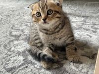 5 süße Kitten suchen ein liebevolles Zuhause 🐾