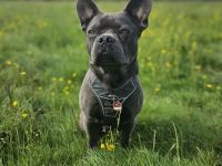 Milow sucht ein liebevolles Zuhause ohne Kinder