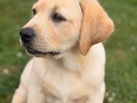 Labrador-Welpen aus VDH/LCD/FCI-Zucht .Ab sofort bereit für ihr neues Zuhause!