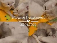 Süße BKH Kitten suchen ein neues Zuhause