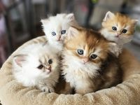 BLH Katzenbabis mit Stammbaum