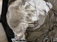 Britische Kurzhaar kitten