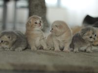 BKH Kitten Katze Britisch Blue Tortie Lilac Tabby