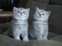 Reine BKH Kitten Katze Kätzchen Blue Tortie