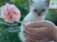 Britisch Kurzhaar kitte