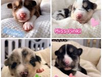 Husky-Aussie-Welpen
