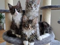 Maine Coon Kitten black and white und blue tabby suchen noch ein liebevolles Zuhause
