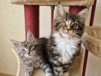 Maine Coon Kitten black and white / blue tabby / blue tortie suchen ein liebevolles Zuhause