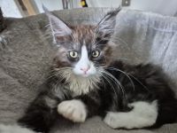 Maine Coon Kitten black and white sucht noch ein liebevolles Zuhause