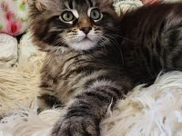 =^..^=Traumhaft schöne Maine Coon kitten mit Stammbaum aus seriöser Zucht =^..^=